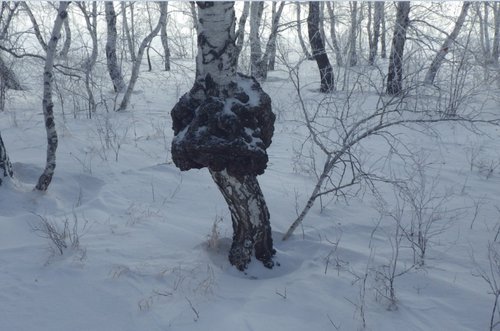 леший_3.jpg