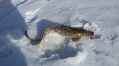 20160312_153921_500x281.jpg