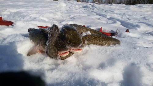 20160312_163149_500x281.jpg