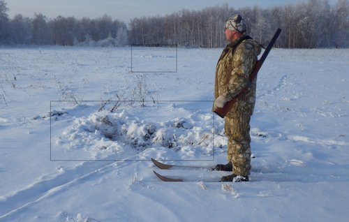 свиньи.jpg