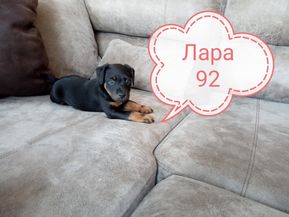 лара.jpg