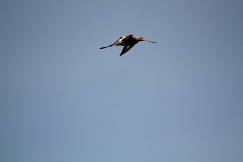IMG_2766.jpg