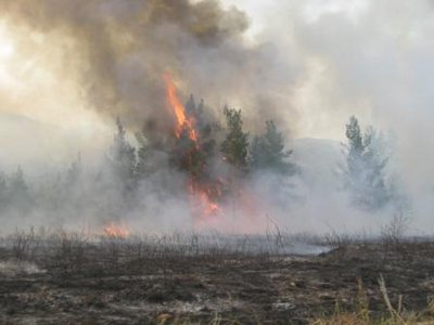 Кировский залив 5.07.08. 089.jpg
