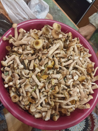 IMG-20220904-WA0001.jpg