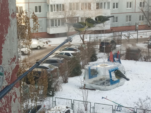 птахи.jpg