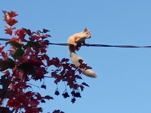 скотинка.jpg