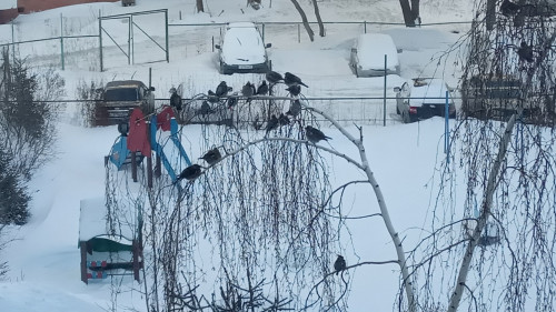 птахи.jpg