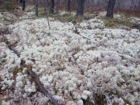 поляна.JPG