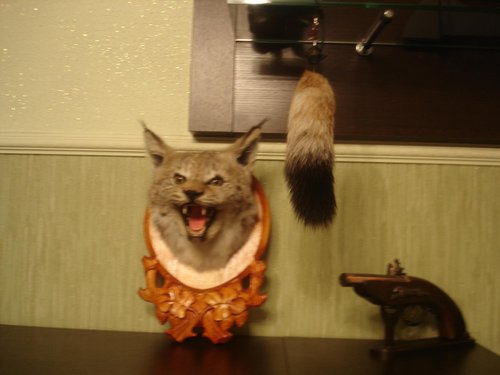 котя.JPG