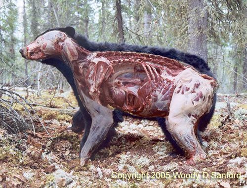 BearAnatomyCopyright.jpg