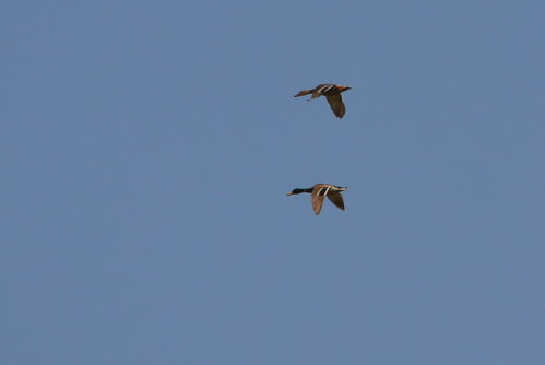 CSC_0315.JPG